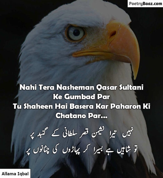 Allama Iqbal Poetry About Shaheen in Urdu 2 lines