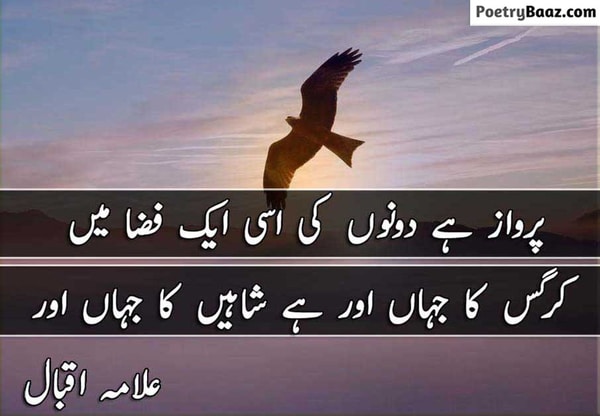 2 lines Shaheen Urdu Shayari Allama Iqbal
